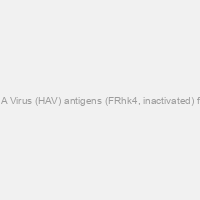 Hepatitis A Virus (HAV) antigens (FRhk4, inactivated) for ELISA